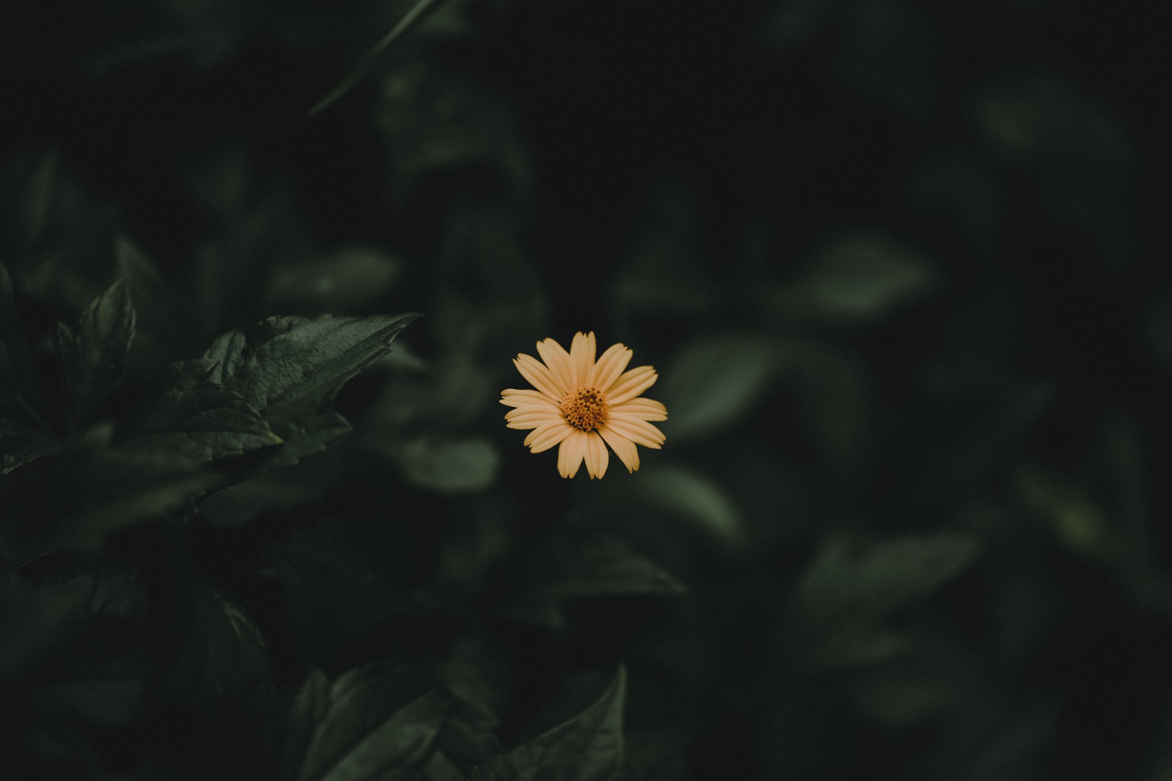 Yellow Flower Close-up Photo